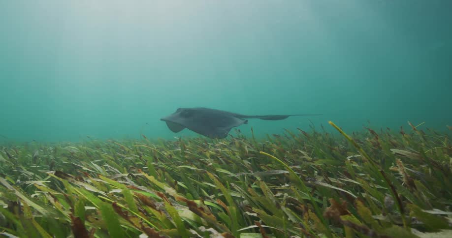 Stingray swimming in the water with sunlight shimmering through