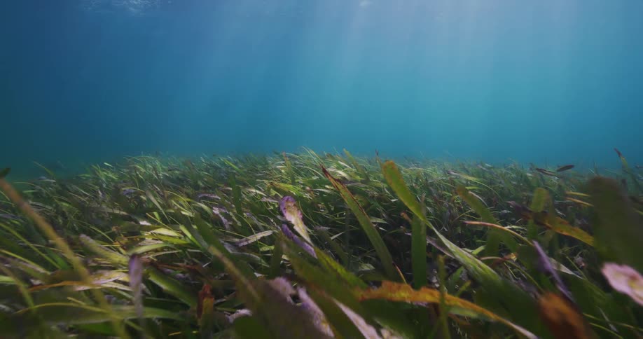 View from inside the sea with sunlight reflections and marine plants and leaves