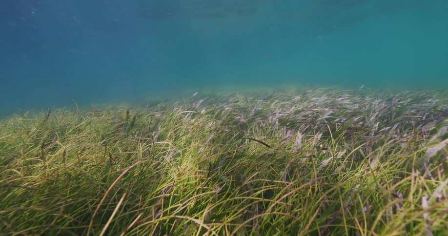 Seaweeds at the ocean floor at midday