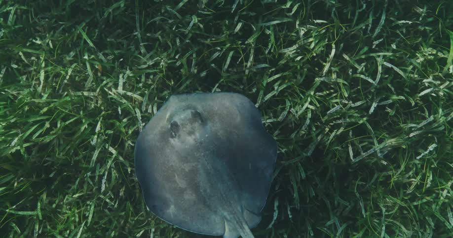 Light and shadow play over stingray swimming just above sea grass