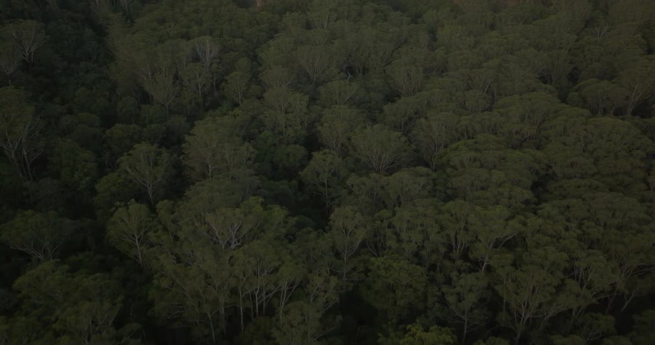 The forest is dense and dark
