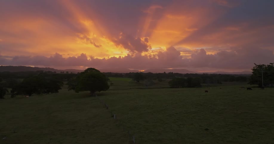 Landscape of a grassland with trees at dusk