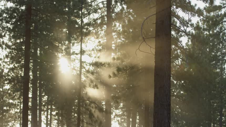 The sun is coming in through the trees ahead