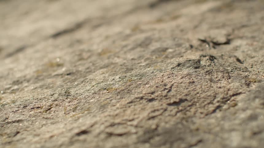 An ant crawls along the ground below