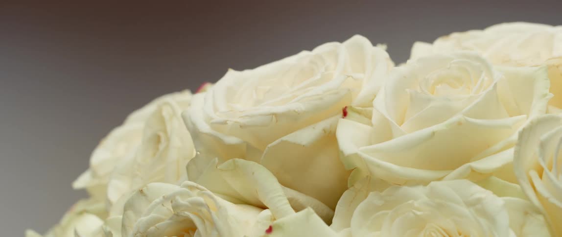 Light passes over a floral arrangement made of white flowers