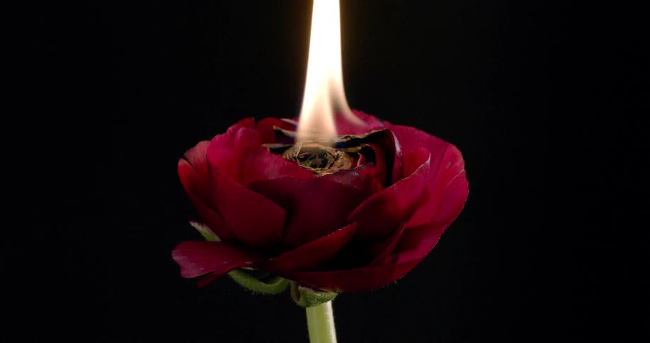 The rose is on fire