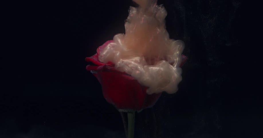 The smoke slowly covers the flower