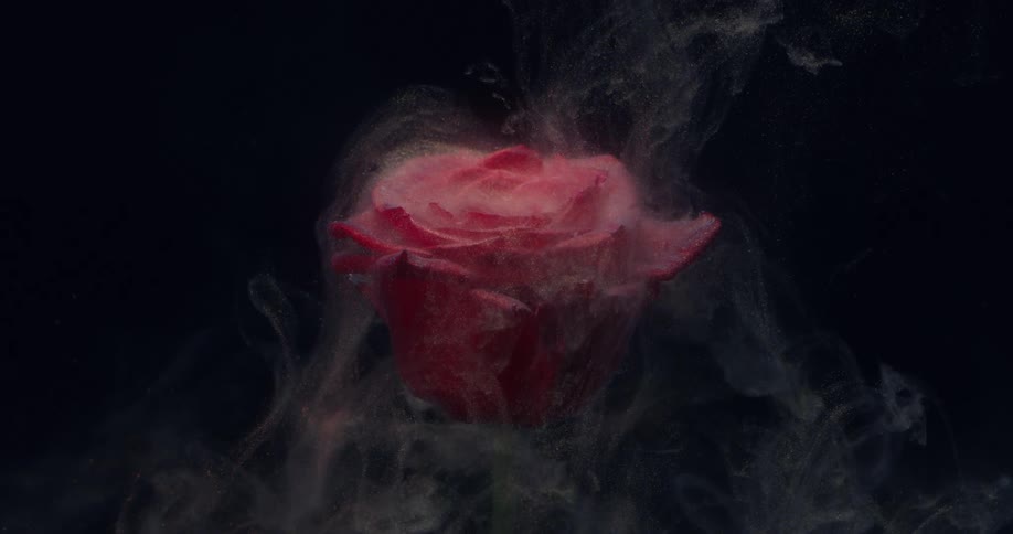 A rose in a dark environment with gray smoke