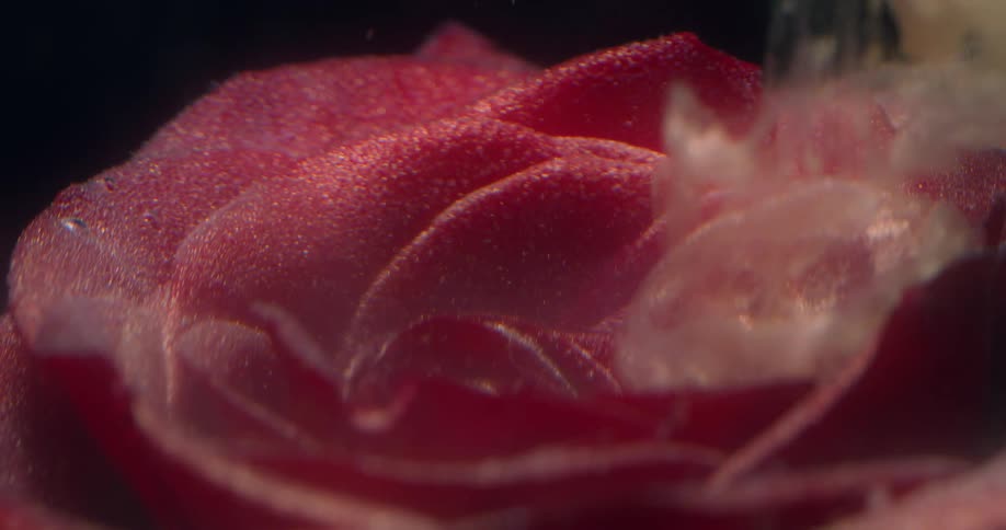 Closeup of a rose with white smoke