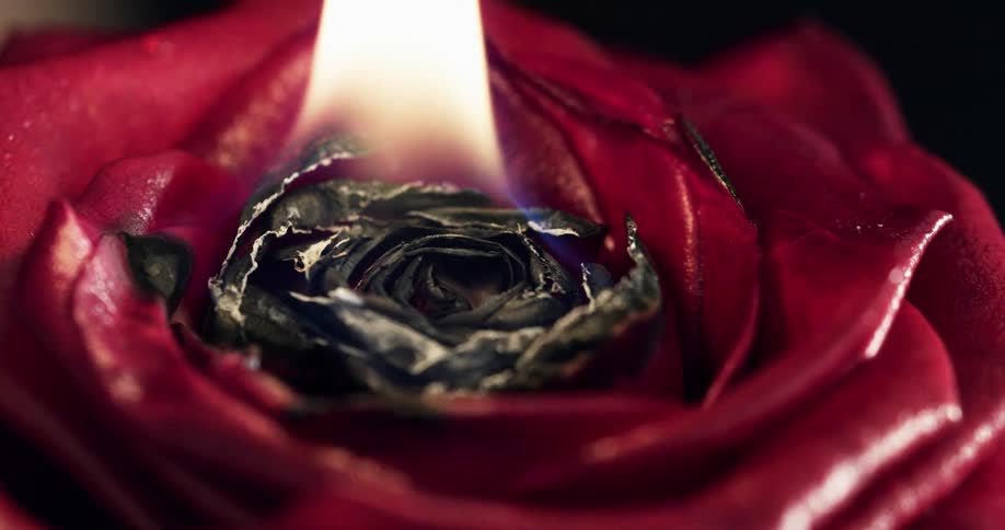 Close up of red rose burning