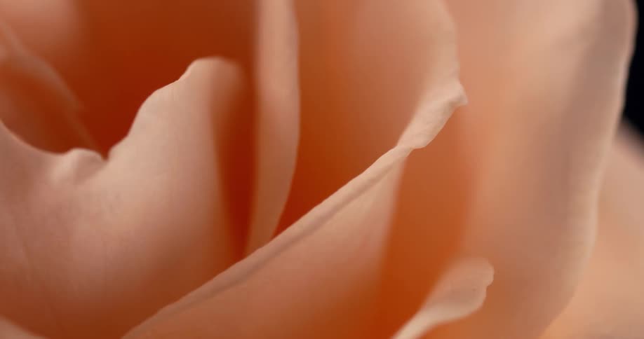 A closeup of a pink rose reveals the delicate texture of it petals
