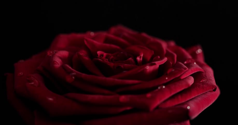 The red flower is in the dark