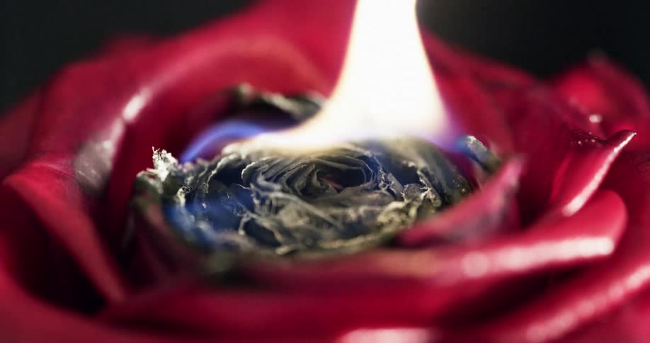 A small flame flickers as itburns the center of a red rose