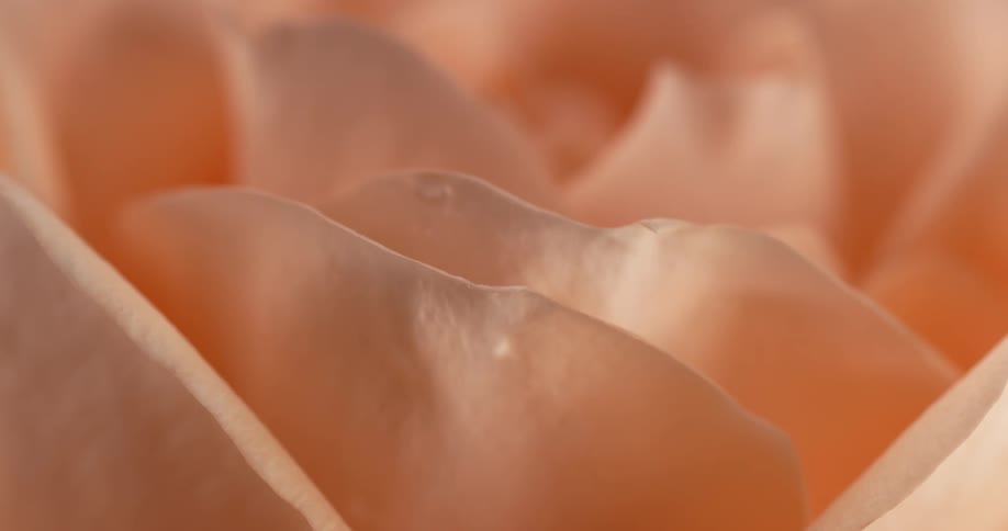 Close up of water dripping on orange flower