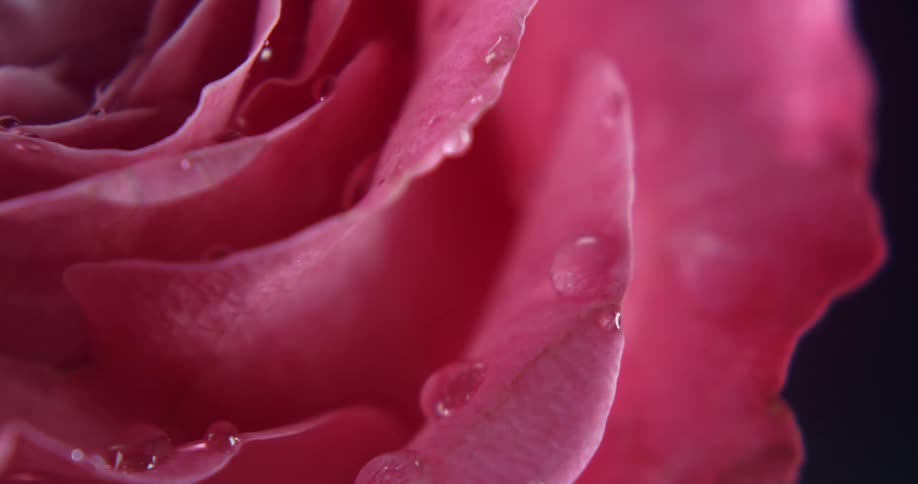 Raindrops fall onto pink flower petals against a black background