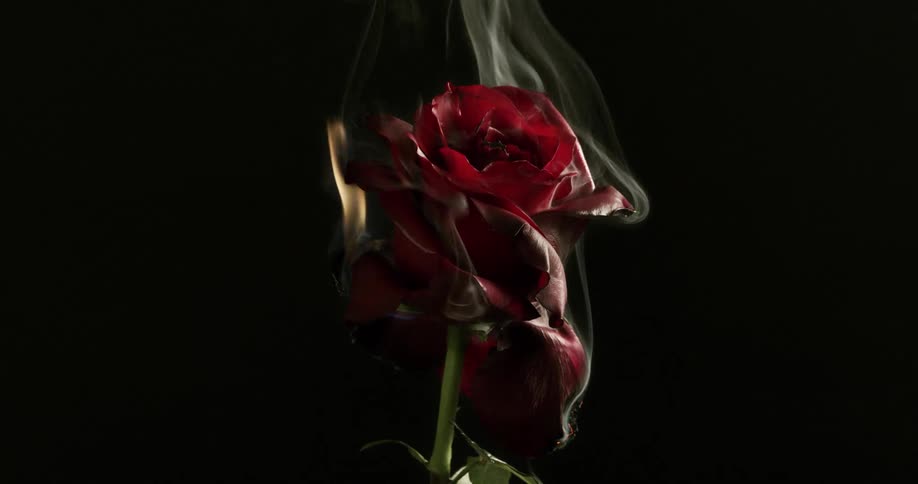 Red rose burning on black background