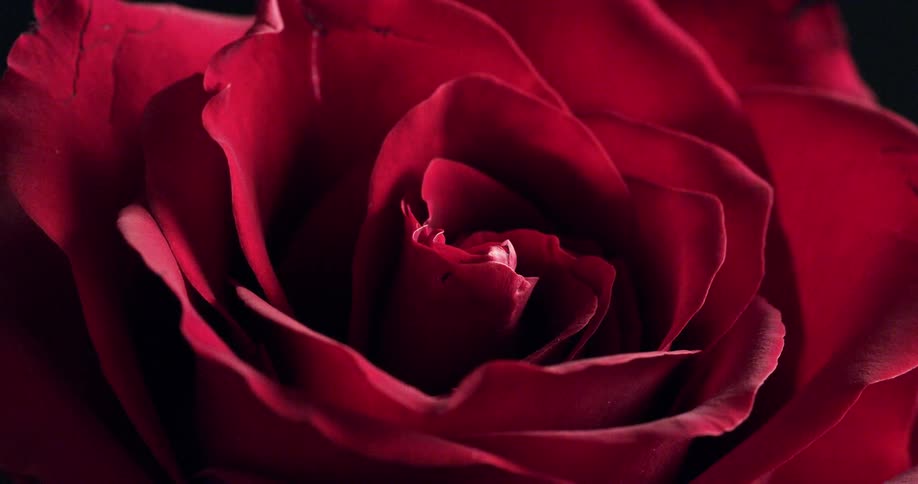 Closeup of a red rose