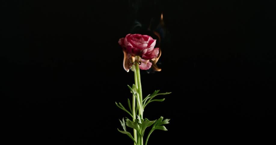 A red rose on fire in a dark environment
