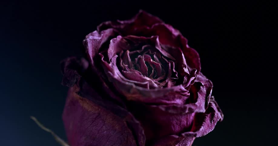Light shines on a deep purple rose in the darkness