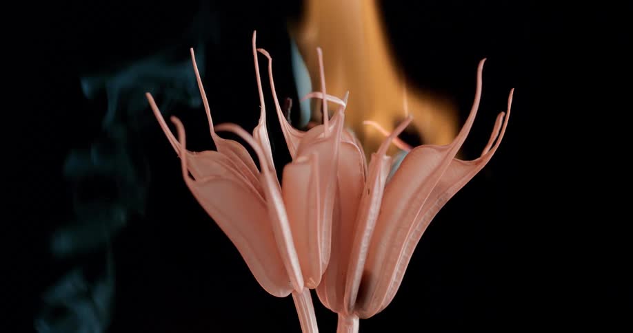 A still flower burning at night