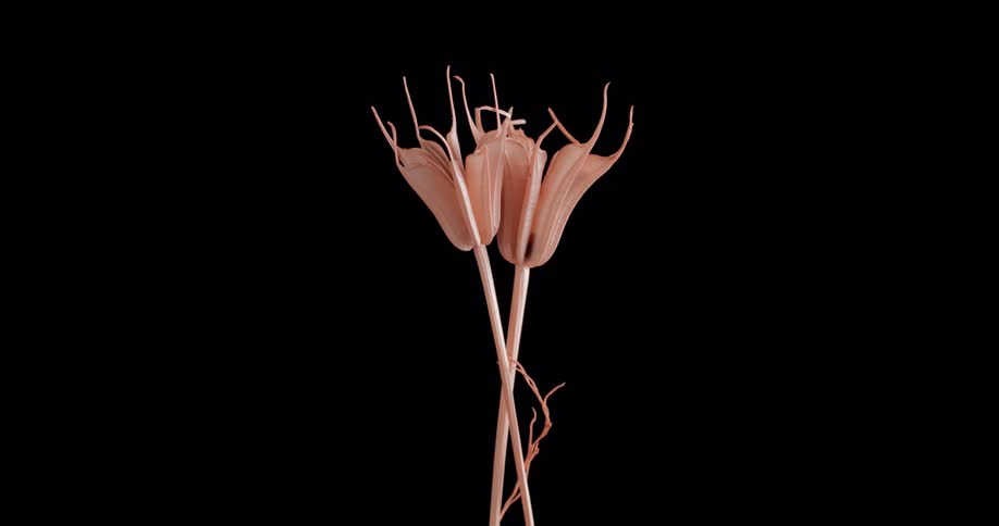 Two flowers are on display in the dark