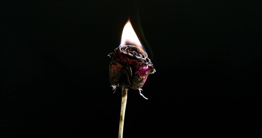 A flower with its petals burned by a flame of fire