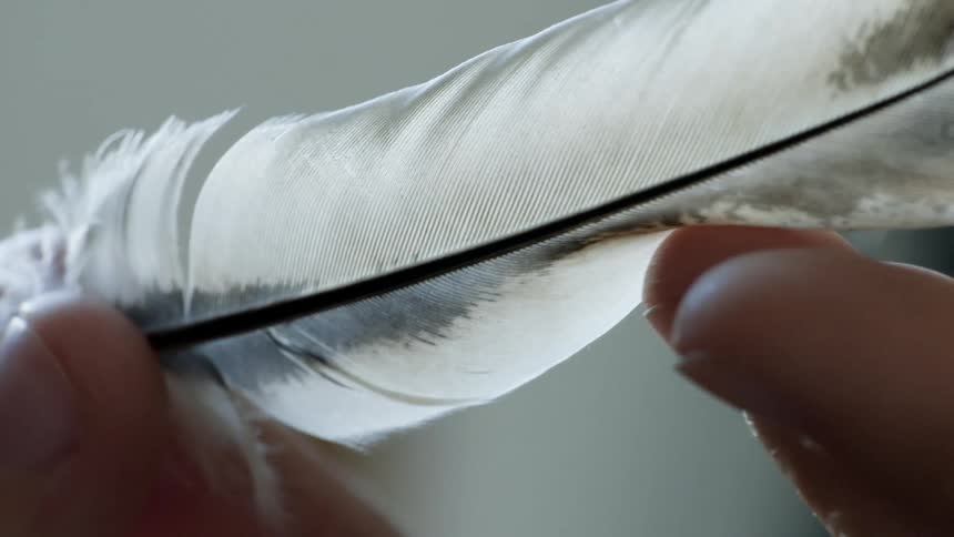 Fingers of a person holding a feather