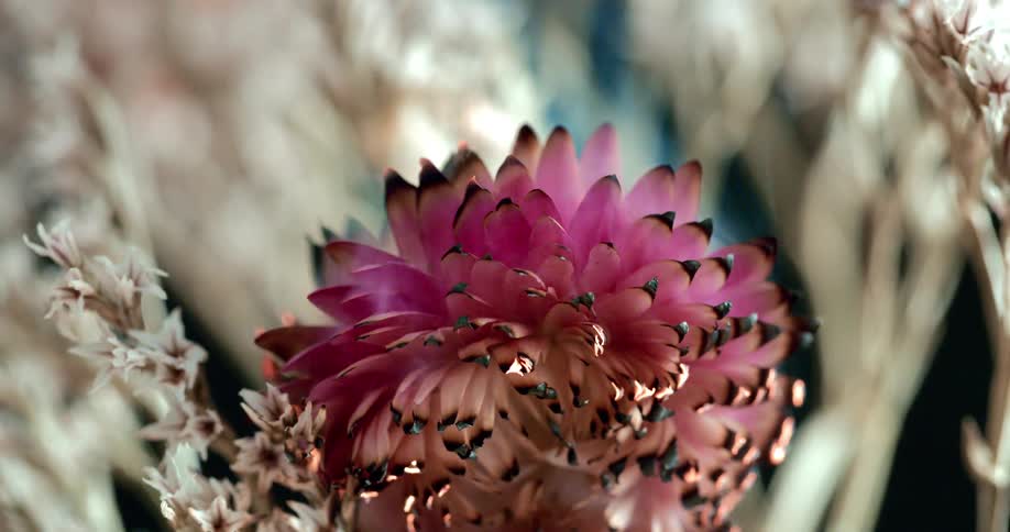 A flower on fire during the day