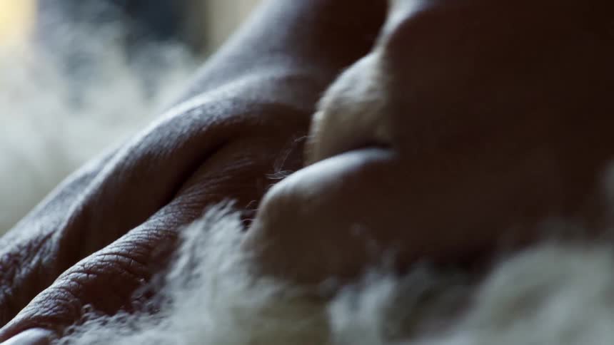 Hands caressing white fur