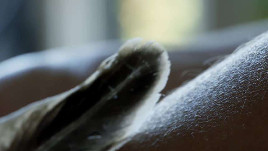 A person moves a single feather over their skin