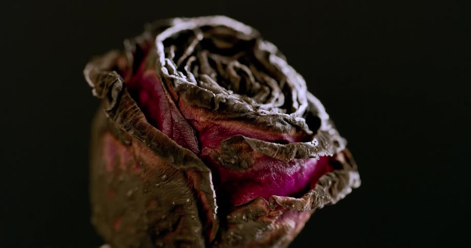 The red rose is rotting