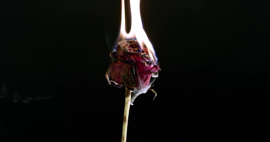 A red flower in flames as it brings out smokes