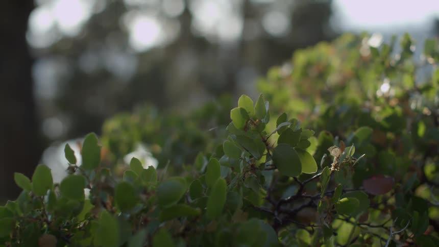 The sun is shining on the bushes
