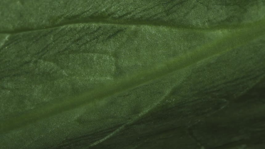 A green leave in close shot as the light move from bright to dark