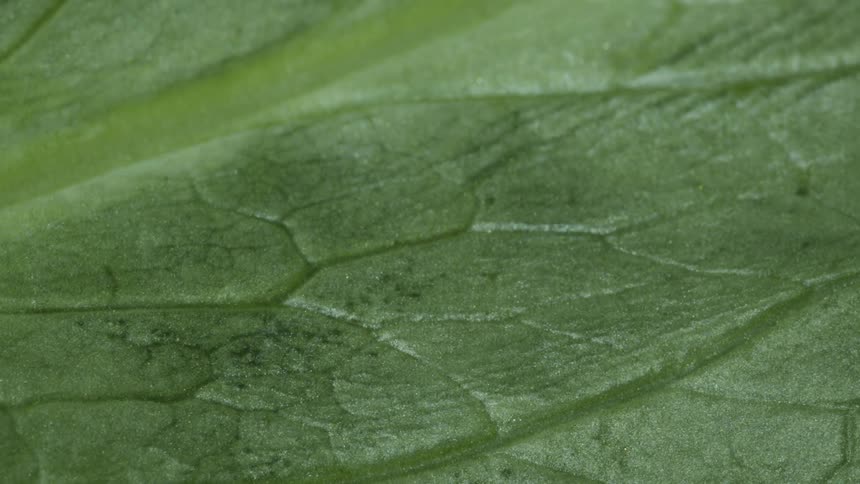 Close up of green leaf