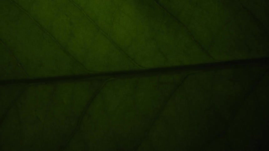 Green leaf veins are illuminated then dark