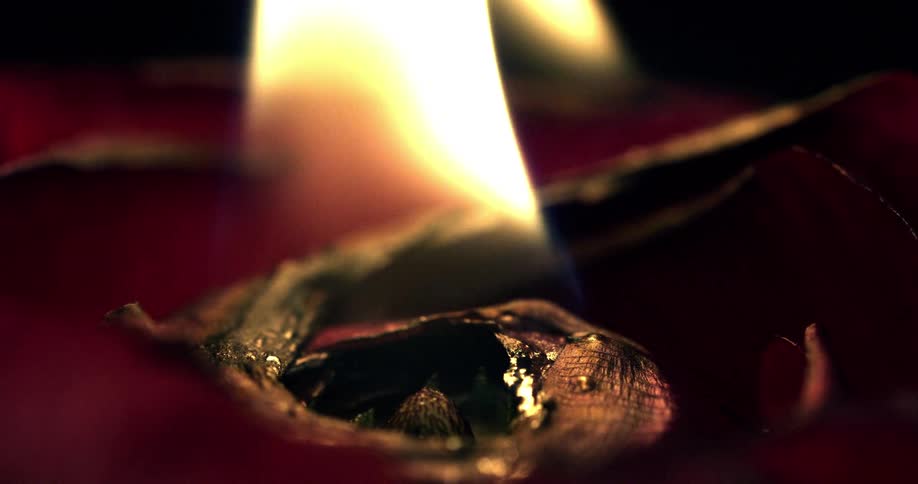 Close up of red rose burning
