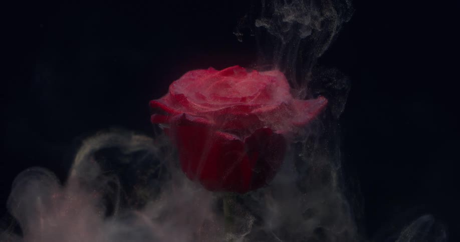 Pale vapor floats around red rose against a dark background