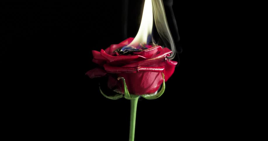 Smoke and flame rise from a red rose that is on fire
