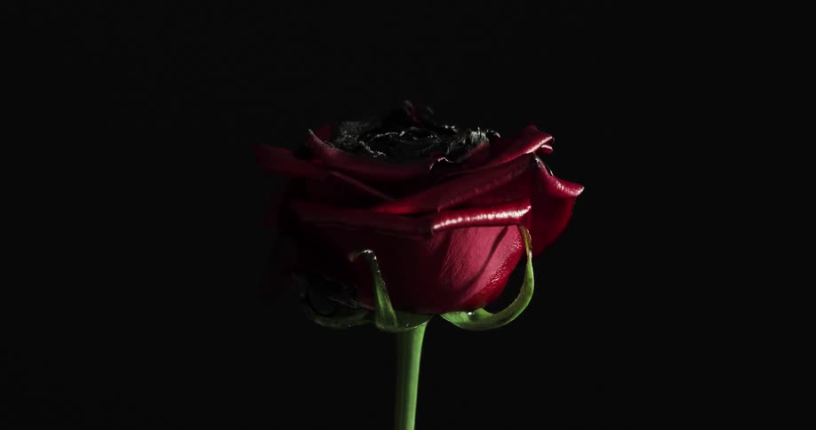 A burnt flower in a dark environment