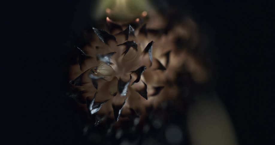 The flower is burning to black