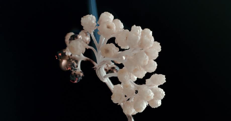 Smoke rises from burning cluster of white flowers