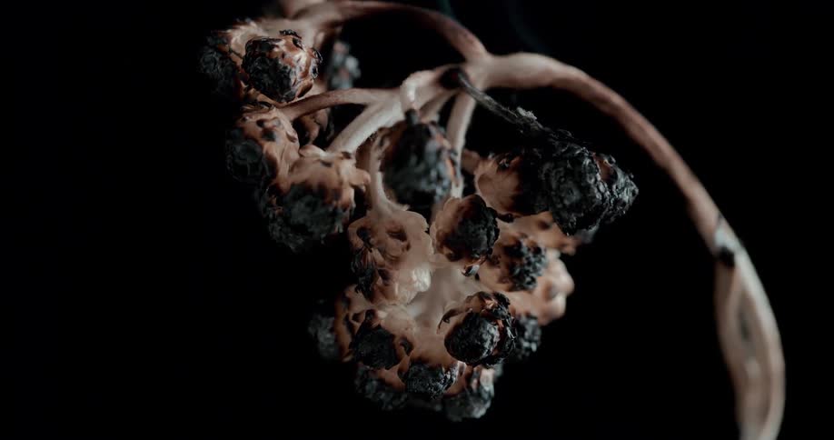 The flower is all burned up