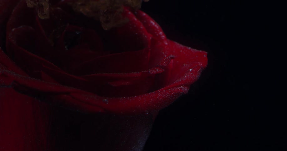 A red rose with ice particles on its petals is covered in falling sand and dust