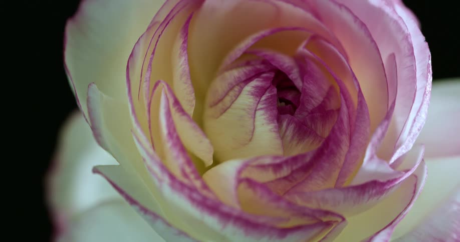 Close up of white and pink flower