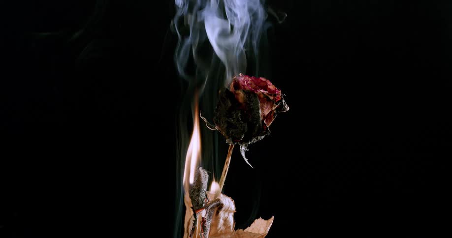 Rose bud enflamed and smoking breaks off stem