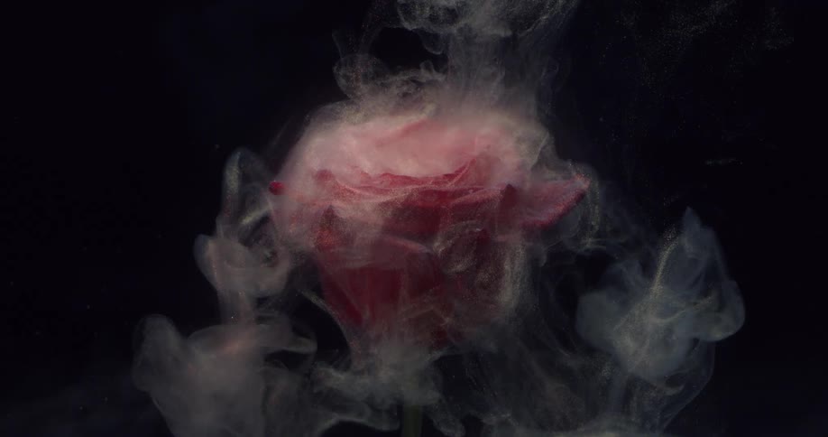 Smoke falls covering the rose