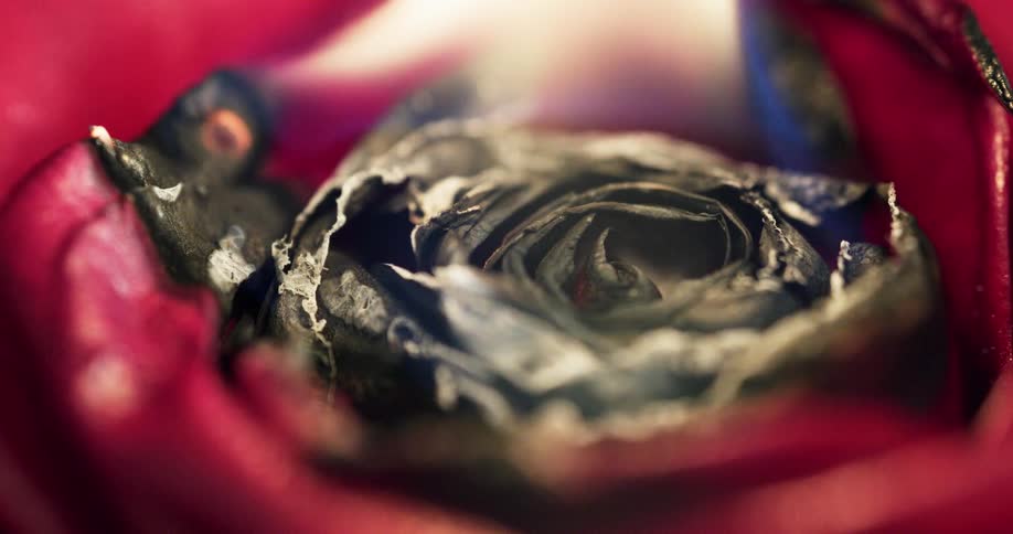 Close up of flames consuming the petals of a red rose
