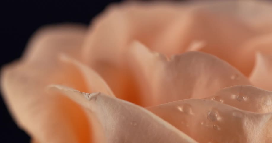 Still life of a pink flower with water droplets dripping