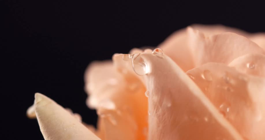 Close up of an orange flower